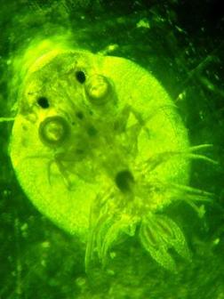 Argulus foliaceus